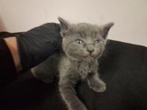 A164201, Baby Domestic Medium Hair (medium coat), cat for adoption in Montclair, California