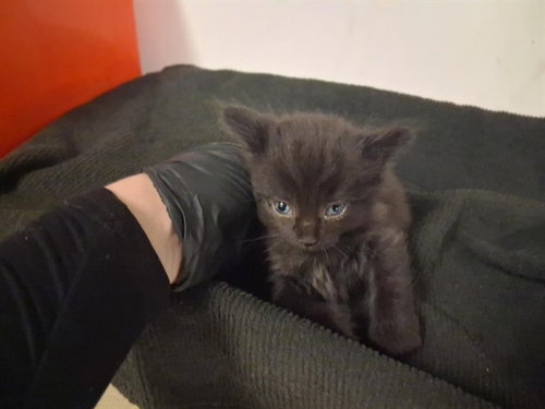 A164203, Baby Domestic Long Hair (medium coat), cat for adoption in Montclair, California