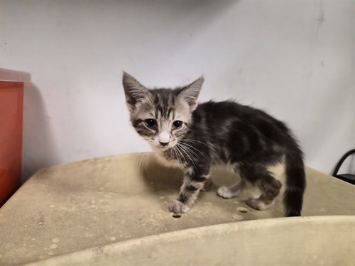 A164383, Baby Domestic Short Hair (medium coat), cat for adoption in Ontario, California