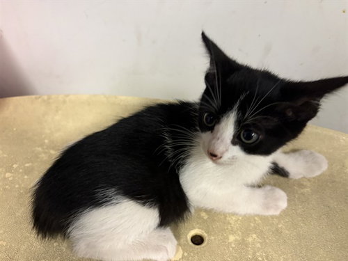A164384, Baby Domestic Short Hair (medium coat), cat for adoption in Montclair, California