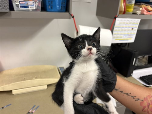 A164385, Baby Domestic Short Hair (medium coat), cat for adoption in Montclair, California