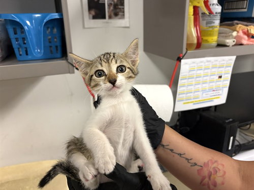 A164386, Baby Domestic Short Hair (medium coat), cat for adoption in Montclair, California