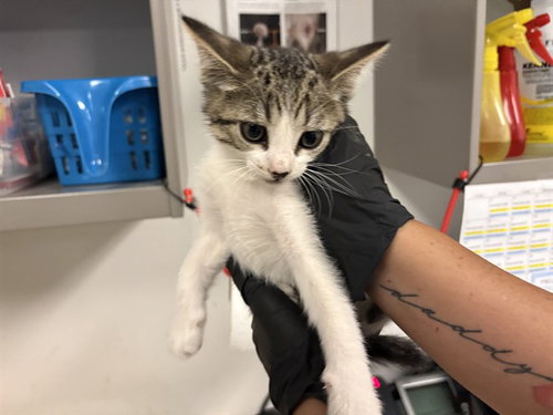 A164387, Baby Domestic Short Hair (medium coat), cat for adoption in Montclair, California