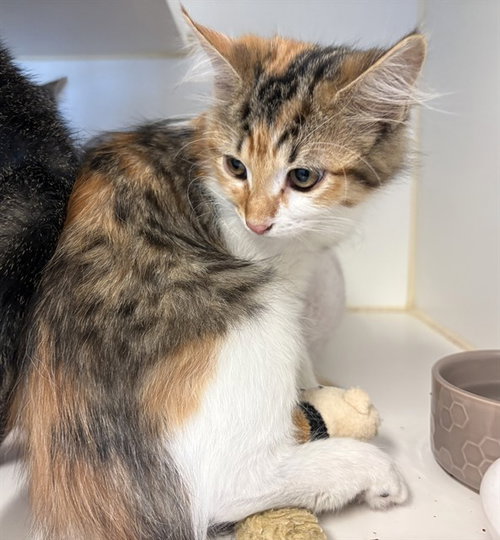 A163489, Baby Domestic Short Hair (medium coat), cat for adoption in Ontario, California