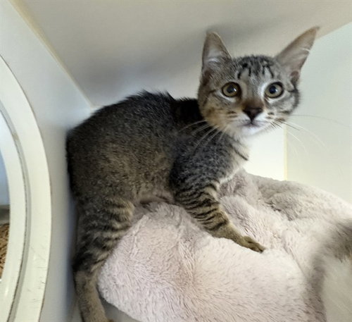 A163490, Baby Domestic Short Hair (medium coat), cat for adoption in Ontario, California