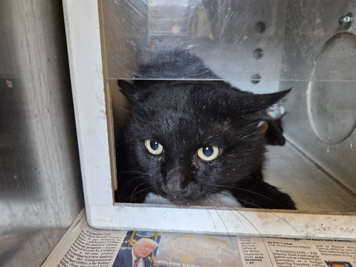A164307, Adult Domestic Long Hair (medium coat), cat for adoption in Ontario, California