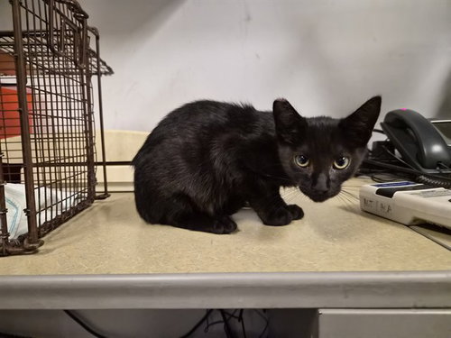 ACORN, Baby Domestic Short Hair (medium coat), cat for adoption in Ontario, California