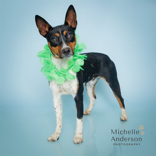 JACKSON, an adoptable Jack Russell Terrier in Corona, CA