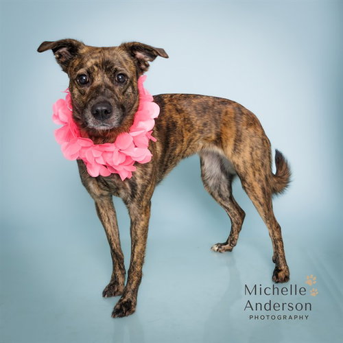 HONEY, an adoptable Labrador Retriever in Corona, CA