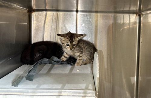 A164472, an adoptable Domestic Short Hair in Corona, CA