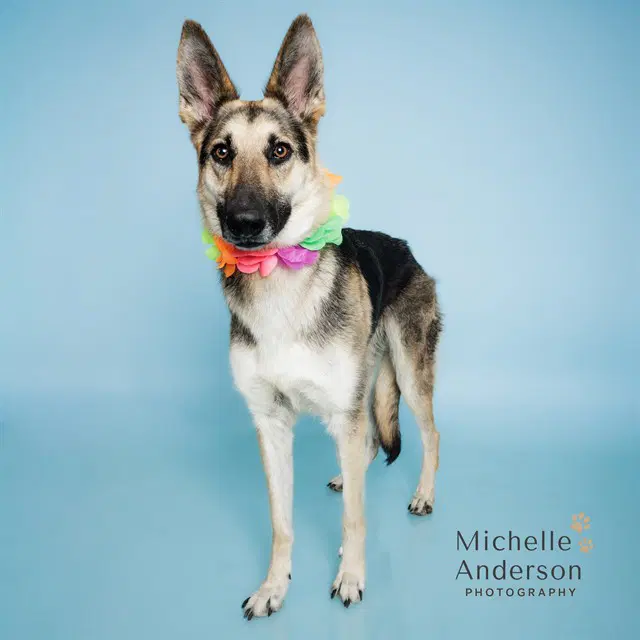 Nina - German Shepherd Dog