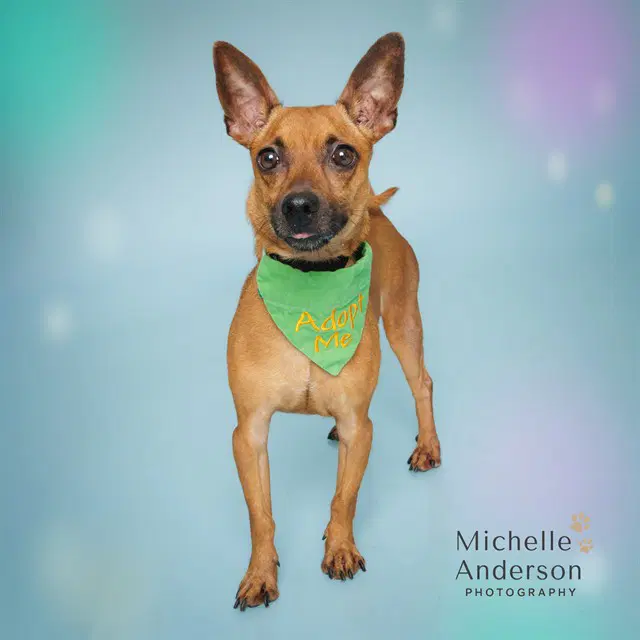 Churro - Chihuahua