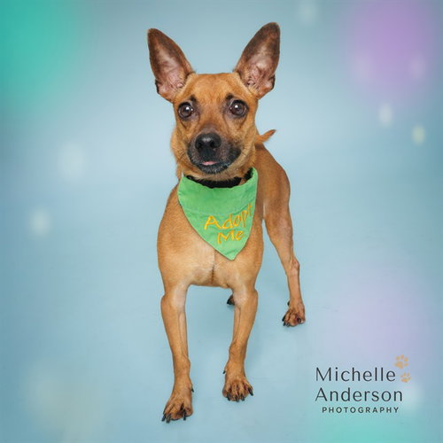 picture of the dog needing adoption