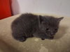 A164740 - Photo 1