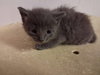 A164741 - Photo 1