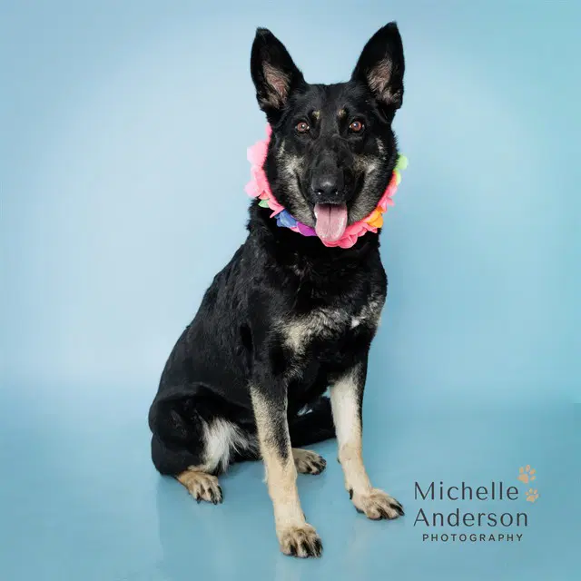 Kaya - German Shepherd Dog