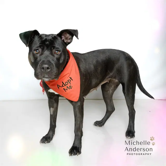 Hazel - Pit Bull Terrier