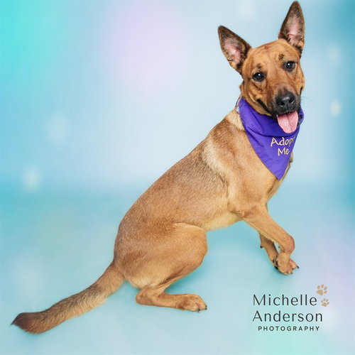 picture of the dog needing adoption