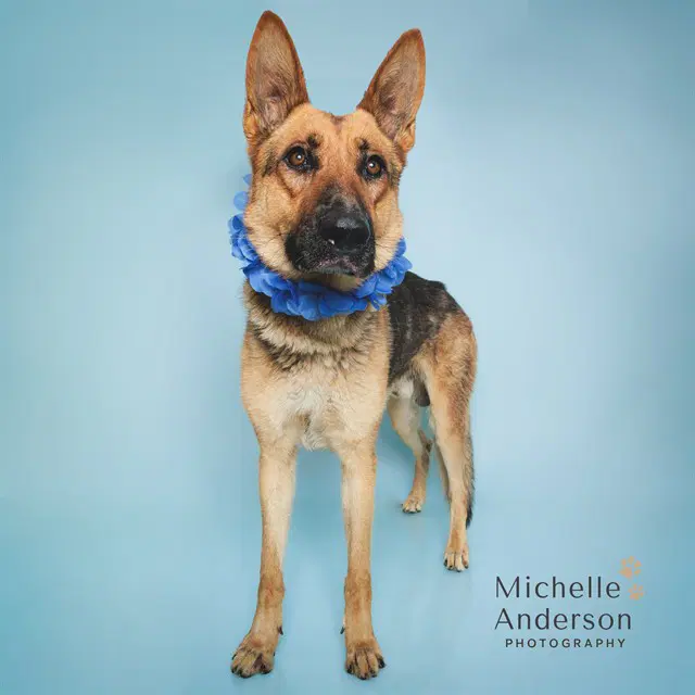 Pete - German Shepherd Dog