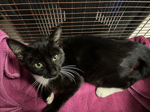 picture of the cat needing adoption