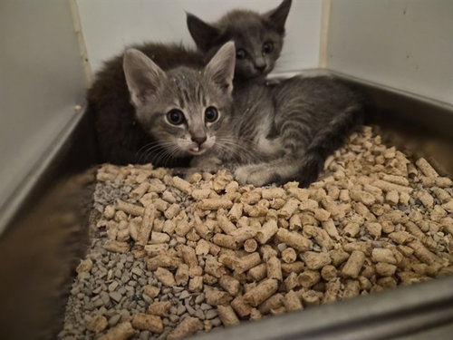 picture of the cat needing adoption