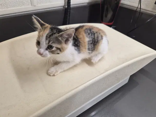 Unknown - Domestic Short Hair