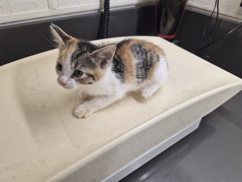 A164973, a cat for adoption from Corona Animal Services