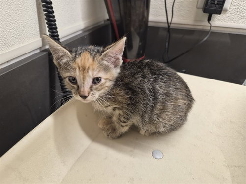 A164974, a cat for adoption from Corona Animal Services