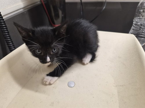 A164975, a cat for adoption from Corona Animal Services