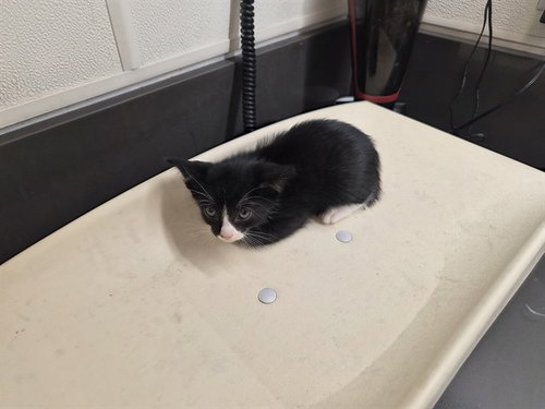 A164976, a cat for adoption from Corona Animal Services