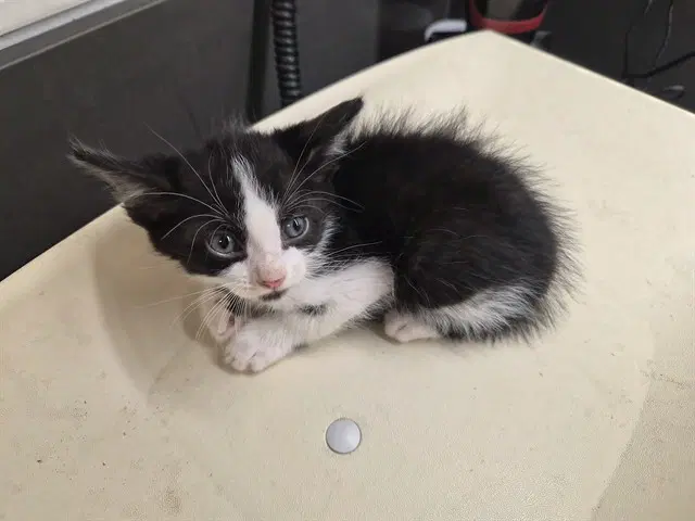 Unknown - Domestic Short Hair