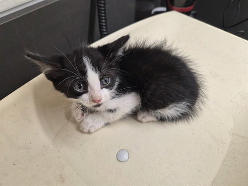 A164977, a cat for adoption from Corona Animal Services