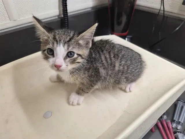 Unknown - Domestic Short Hair