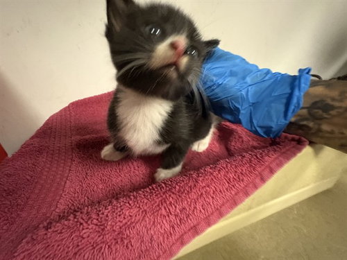 picture of the cat needing adoption