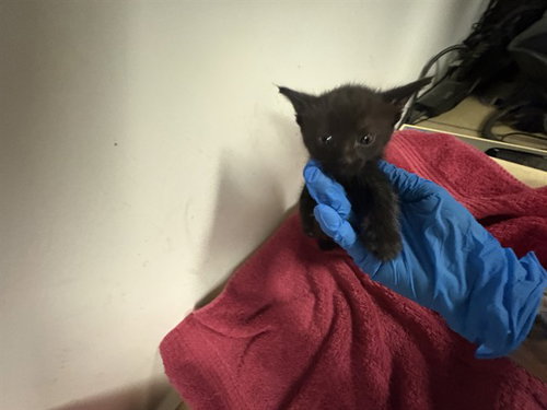 picture of the cat needing adoption