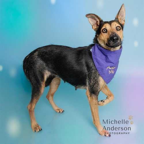 picture of the dog needing adoption