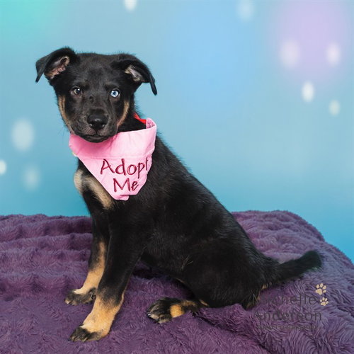 picture of the dog needing adoption