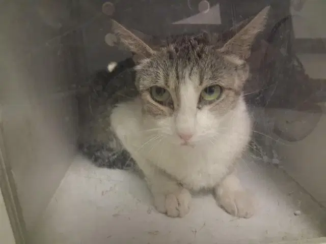 Unknown - Domestic Short Hair