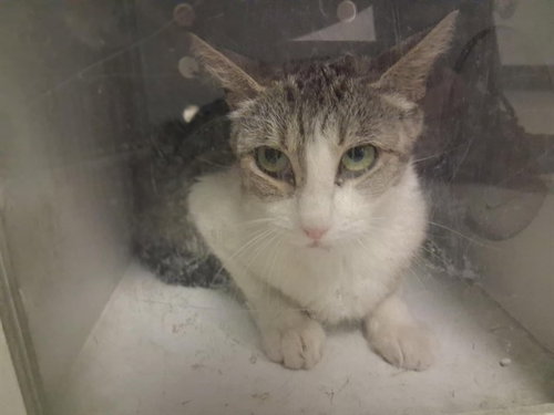 picture of the cat needing adoption