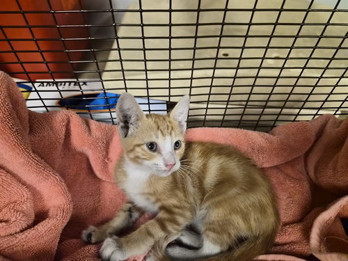 picture of the cat needing adoption
