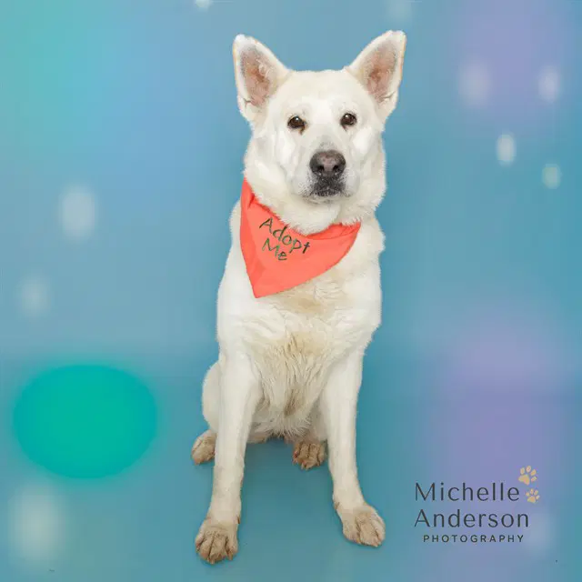 Alaska - German Shepherd Dog
