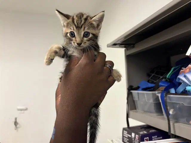 Unknown - Domestic Short Hair