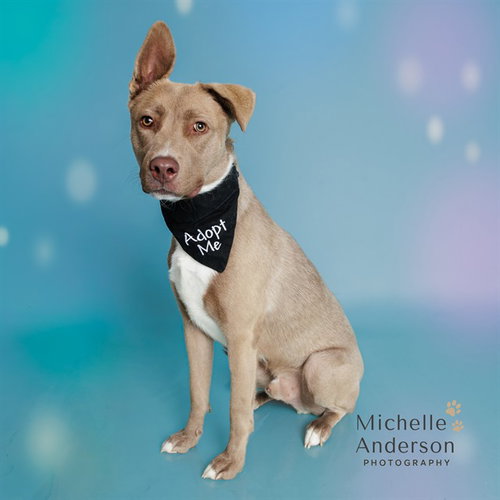 picture of the dog needing adoption