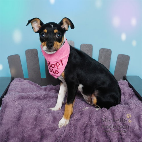 picture of the dog needing adoption