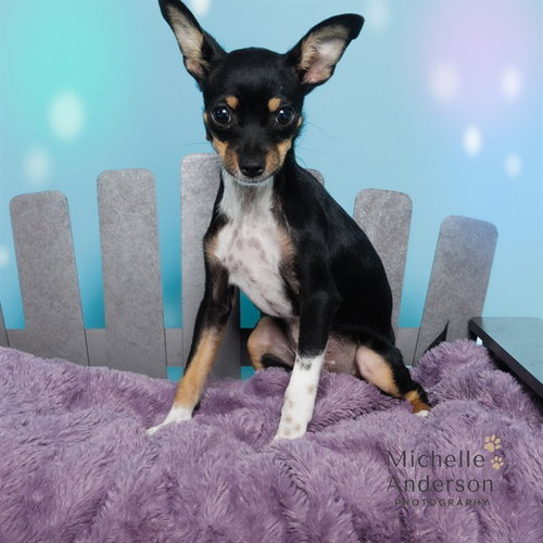 picture of the dog needing adoption