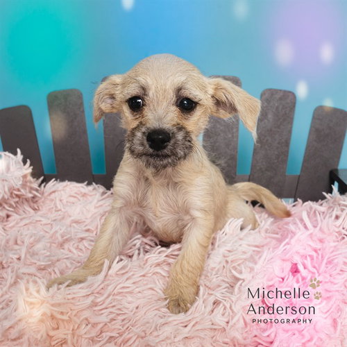 picture of the dog needing adoption