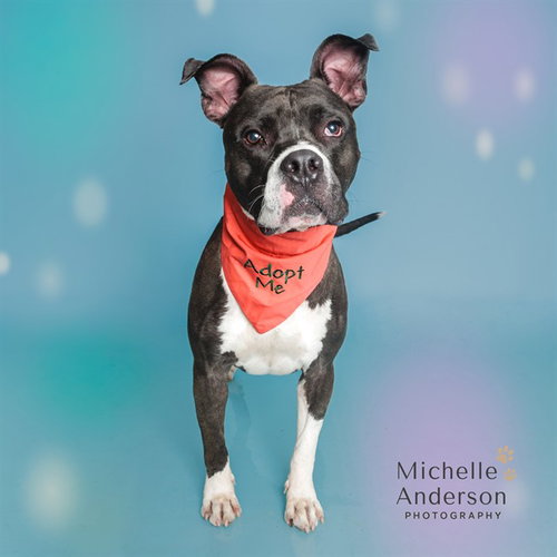 picture of the dog needing adoption