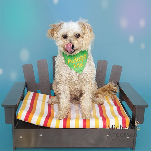 picture of the dog needing adoption