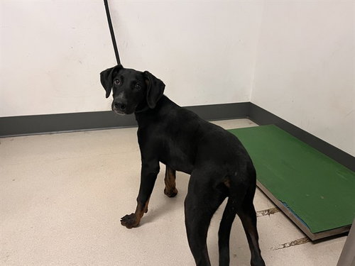 picture of the dog needing adoption