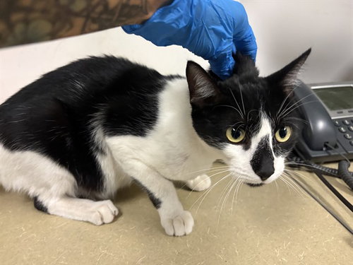 picture of the cat needing adoption